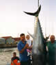 Tuna Fishing on PEI
